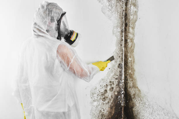 Best Black Mold Removal  in Brown Station, MD