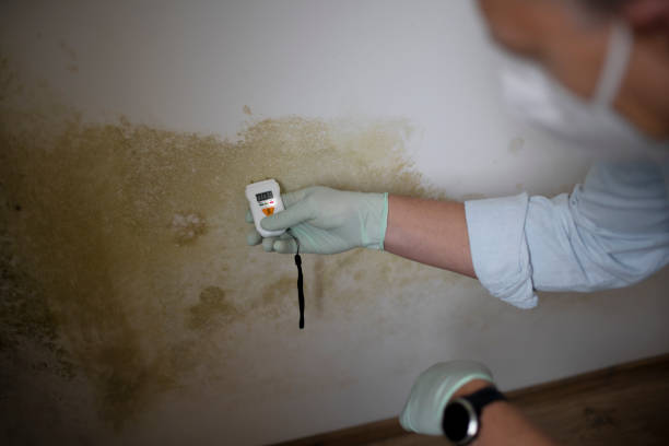 Best Best Mold Removal Companies  in Brown Station, MD