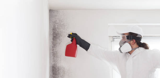 Best Mold Removal and Inspection  in Brown Station, MD