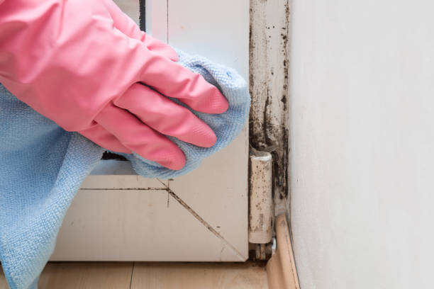 Best Emergency Mold Removal  in Brown Station, MD